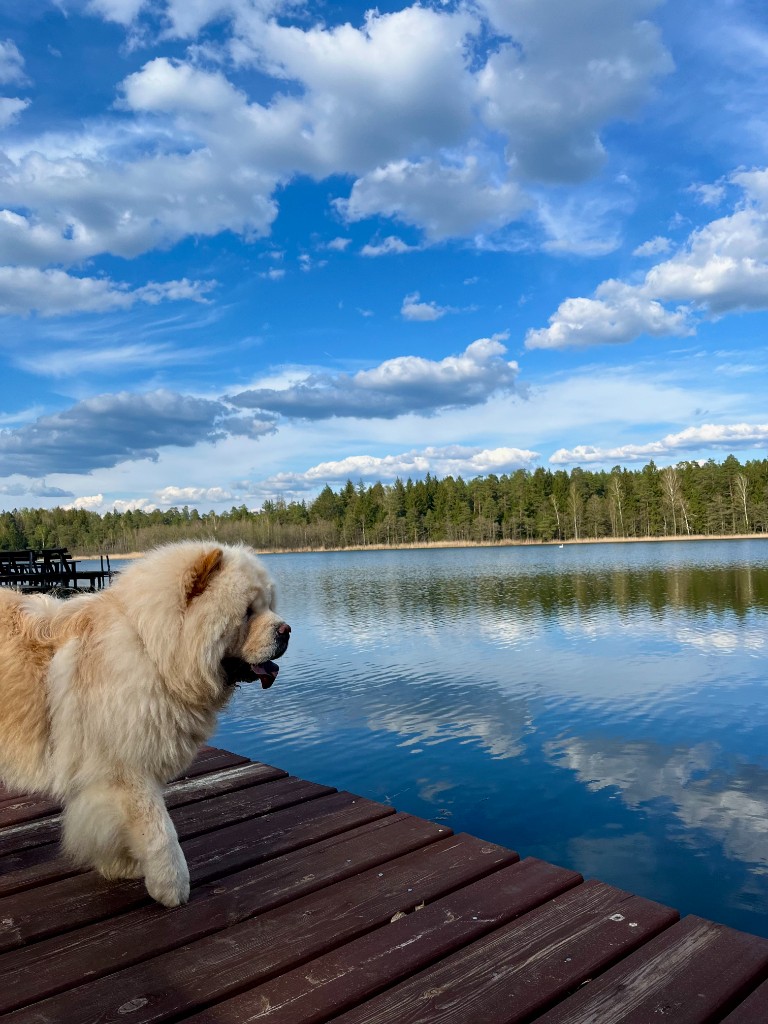 Pet friendly — domek nad jeziorem Podlasie